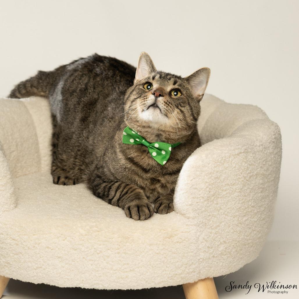 Enlarge Cider, a Adoptable Domestic Short Hair in Tipton, IN image 5/5