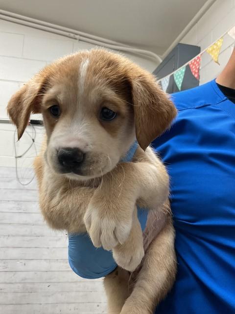 A585744, Adoptable, Puppy Male German Shepherd Dog & Mixed Breed.