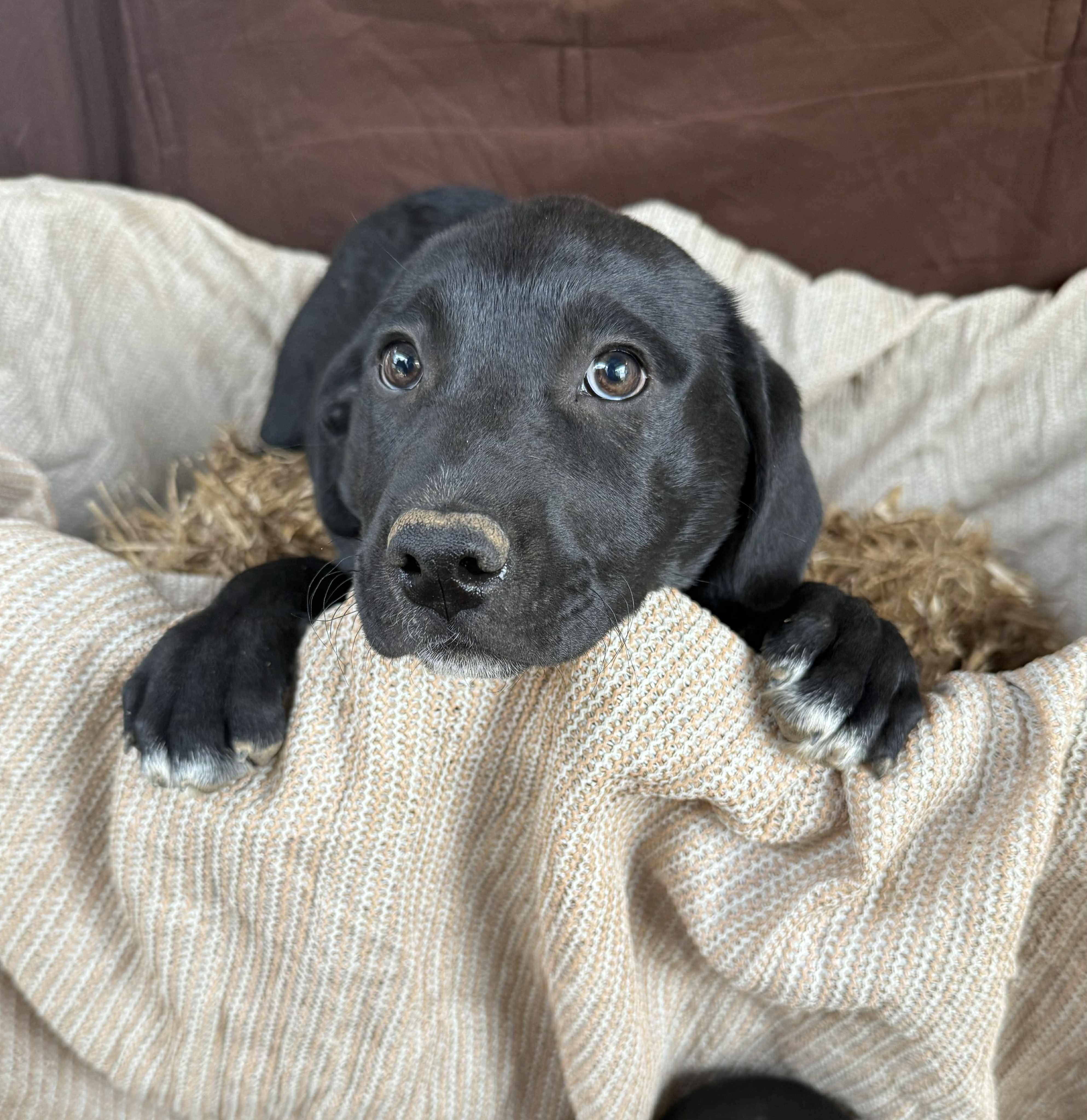 Nebula, Adoptable, Young Female Mixed Breed.