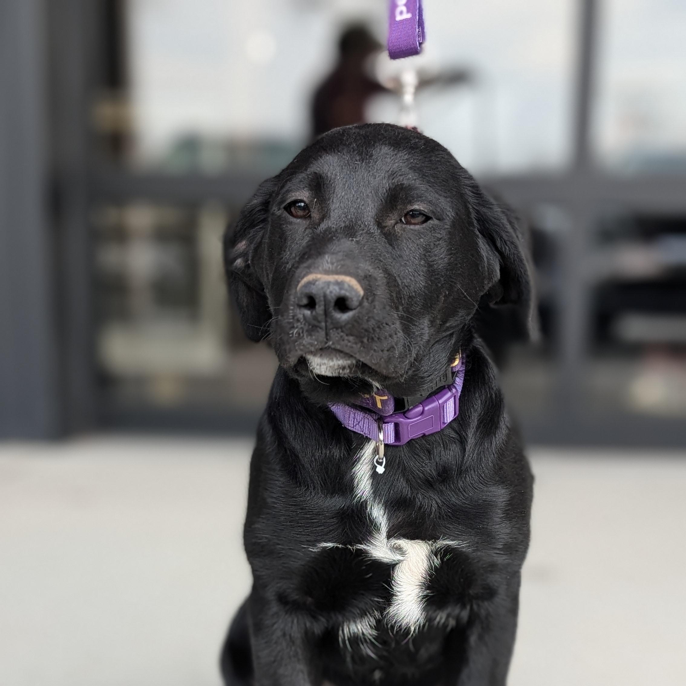 Nebula, Adoptable, Young Female Black Labrador Retriever & Coonhound.