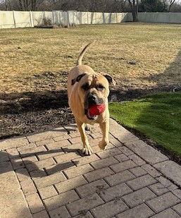 Duke, Adoptable, Adult Male Mastiff.