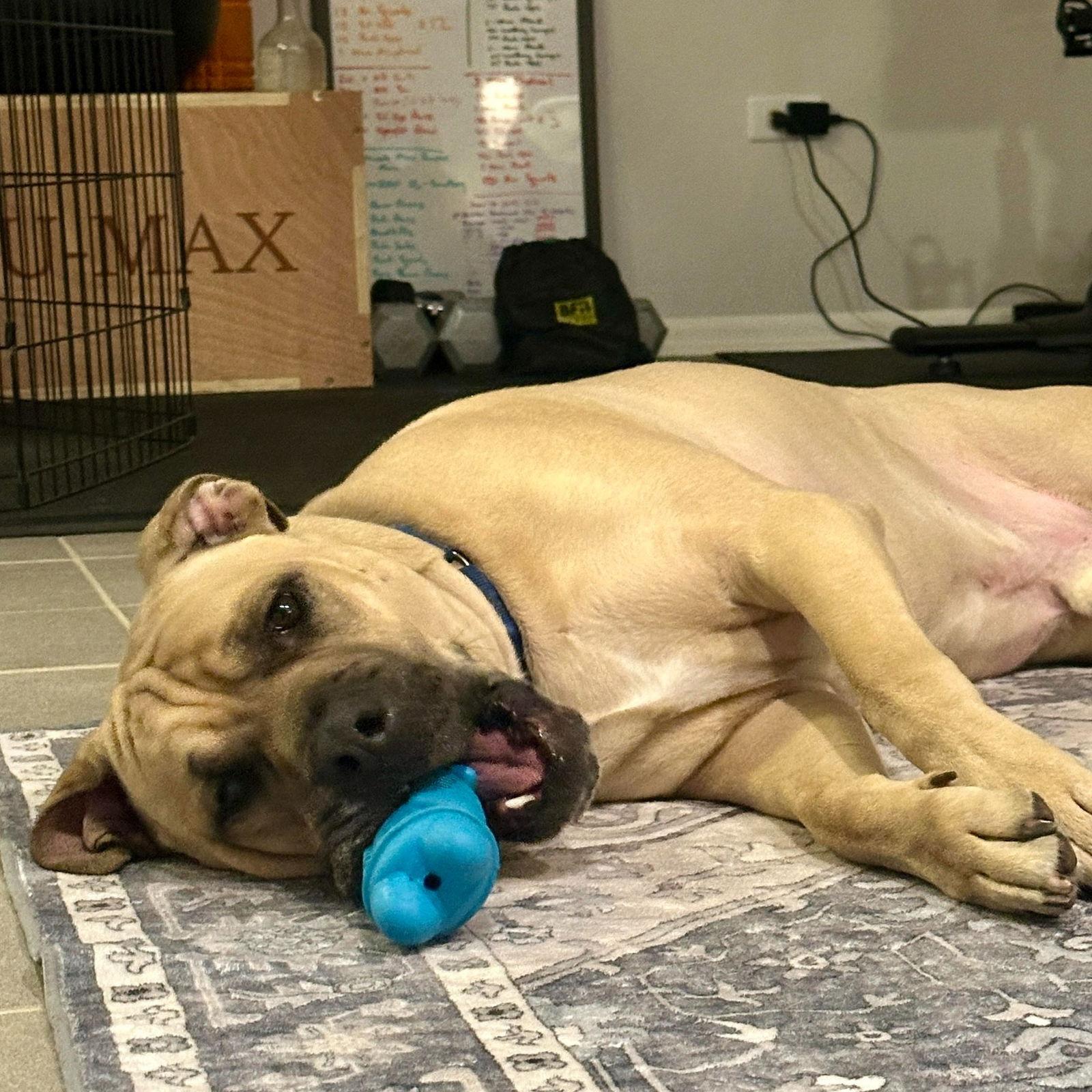 Enlarge Duke, a Adoptable Mastiff in Crete, IL image 2/3