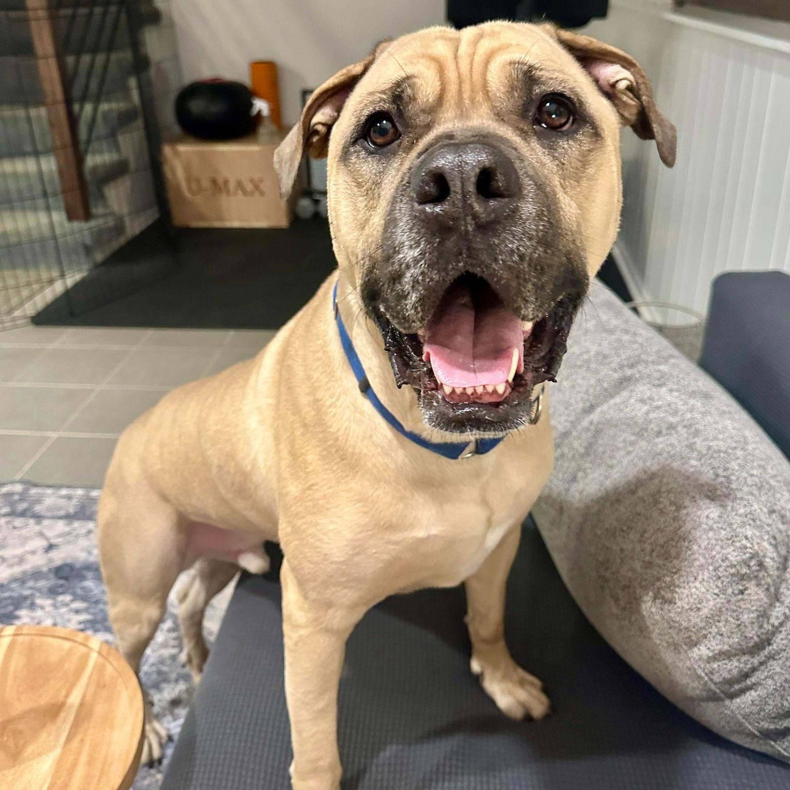 Enlarge Duke, a Adoptable Mastiff in Crete, IL image 3/3
