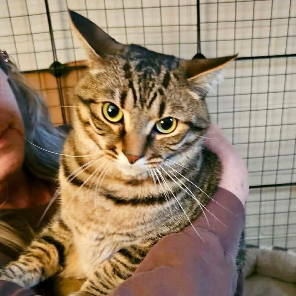 Ocho Lansberry, Adoptable, Kitten Male Domestic Short Hair.