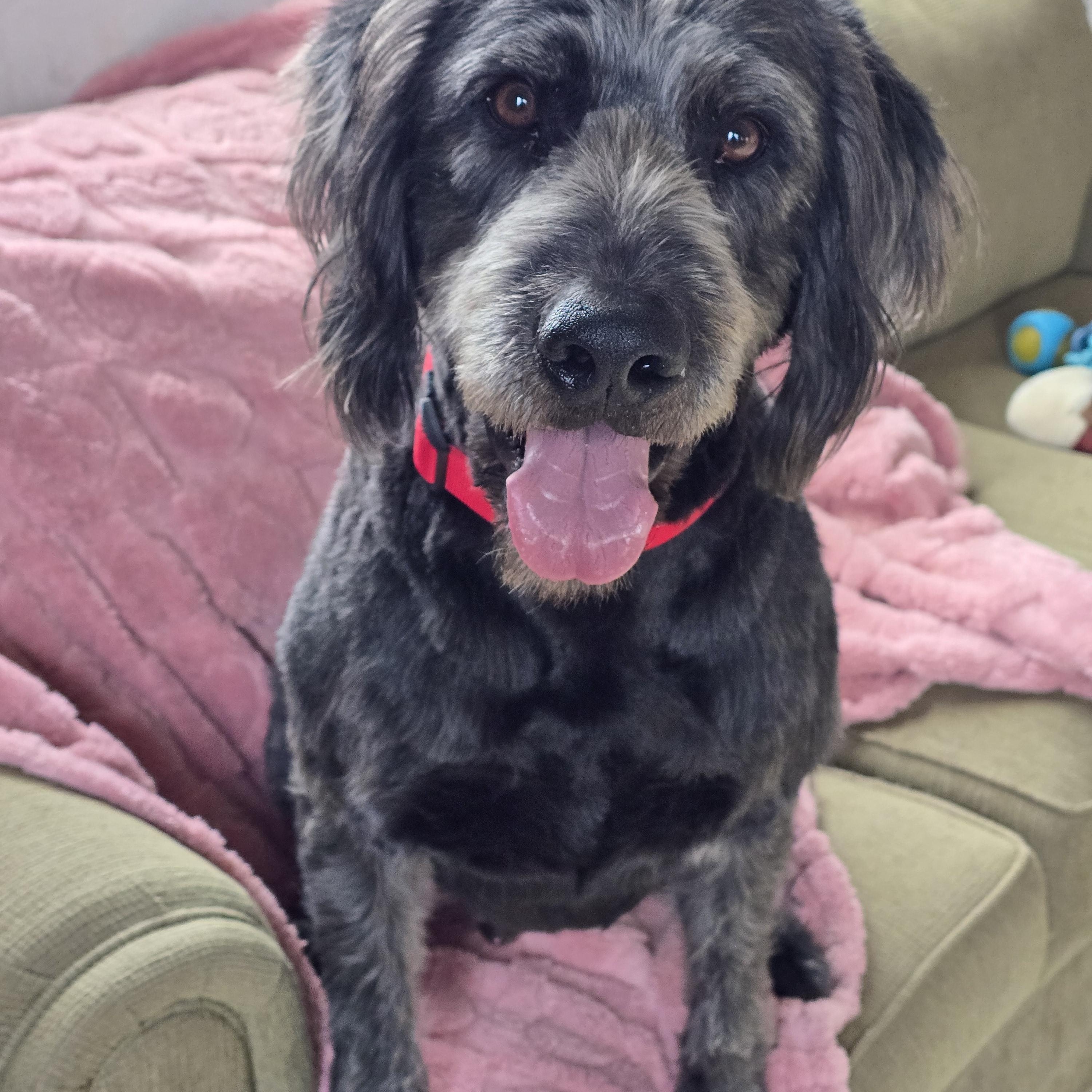 Enlarge Stetson, a ADOPTABLE Labradoodle in Dandridge, TN image 1/2