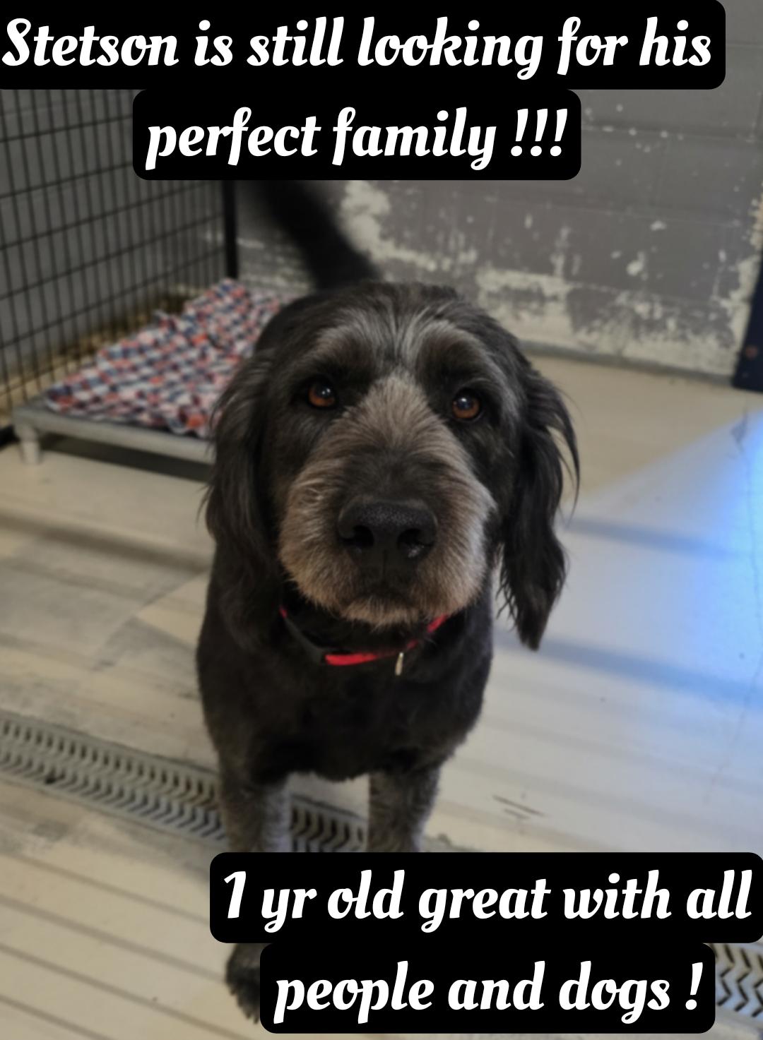 Enlarge Stetson, a ADOPTABLE Labradoodle in Dandridge, TN image 2/2