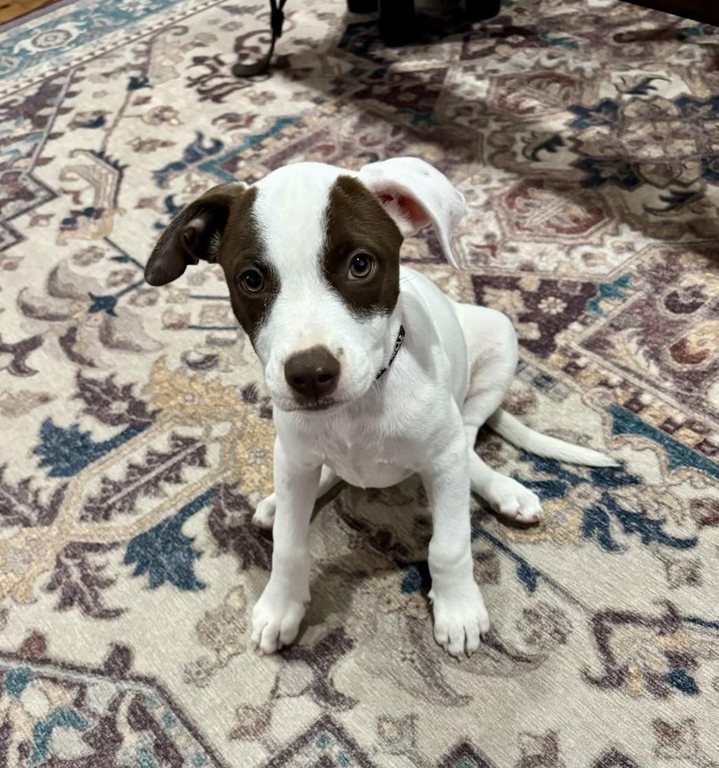 Enlarge Molly Pop, a ADOPTABLE mixed breed in Cypress, TX image 5/6