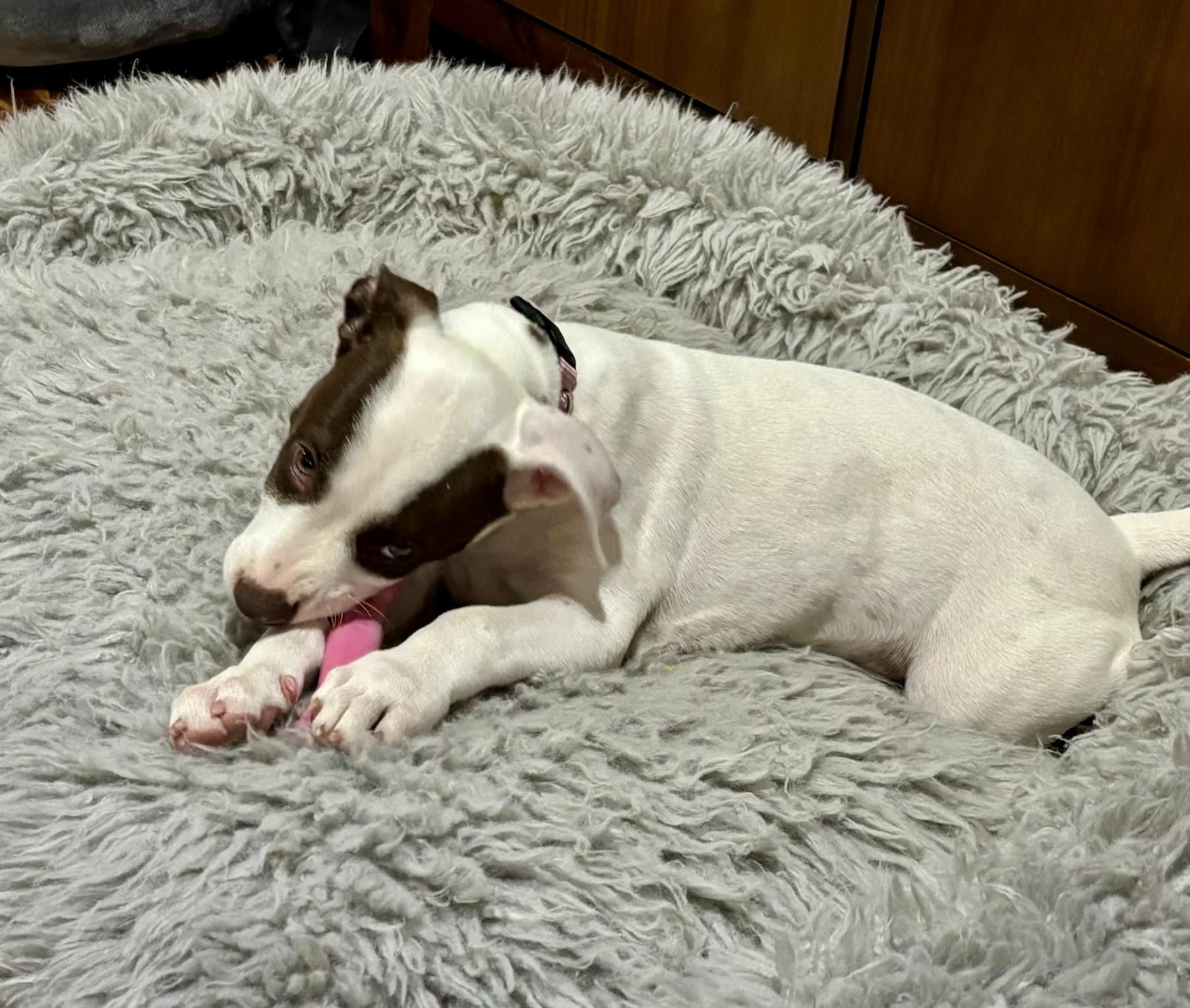 Enlarge Molly Pop, a ADOPTABLE mixed breed in Cypress, TX image 6/6