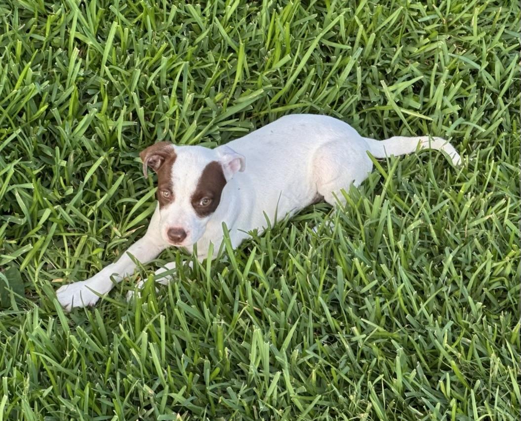 Enlarge Molly Pop, a ADOPTABLE mixed breed in Cypress, TX image 4/6