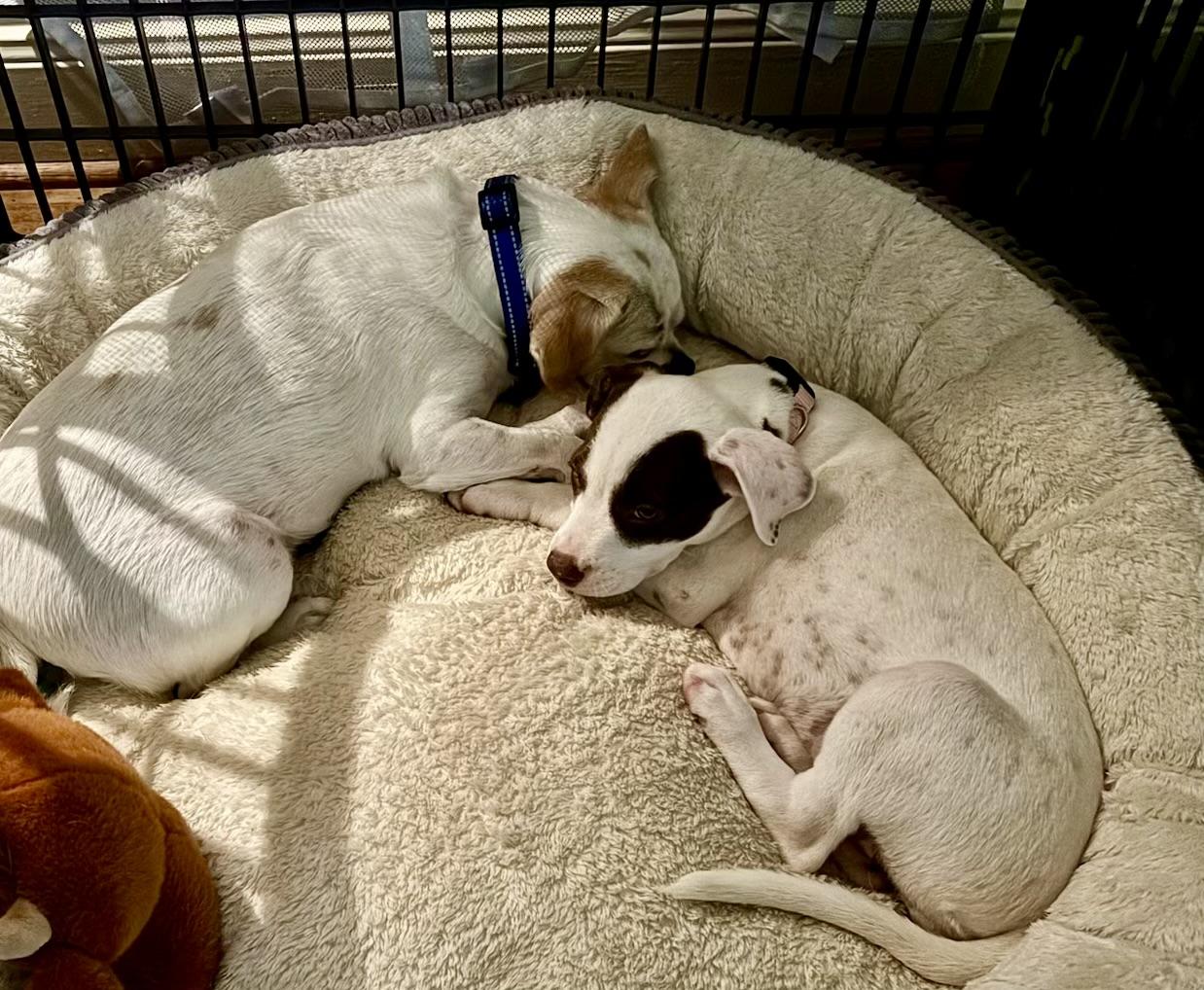 Enlarge Molly Pop, a ADOPTABLE mixed breed in Cypress, TX image 3/6