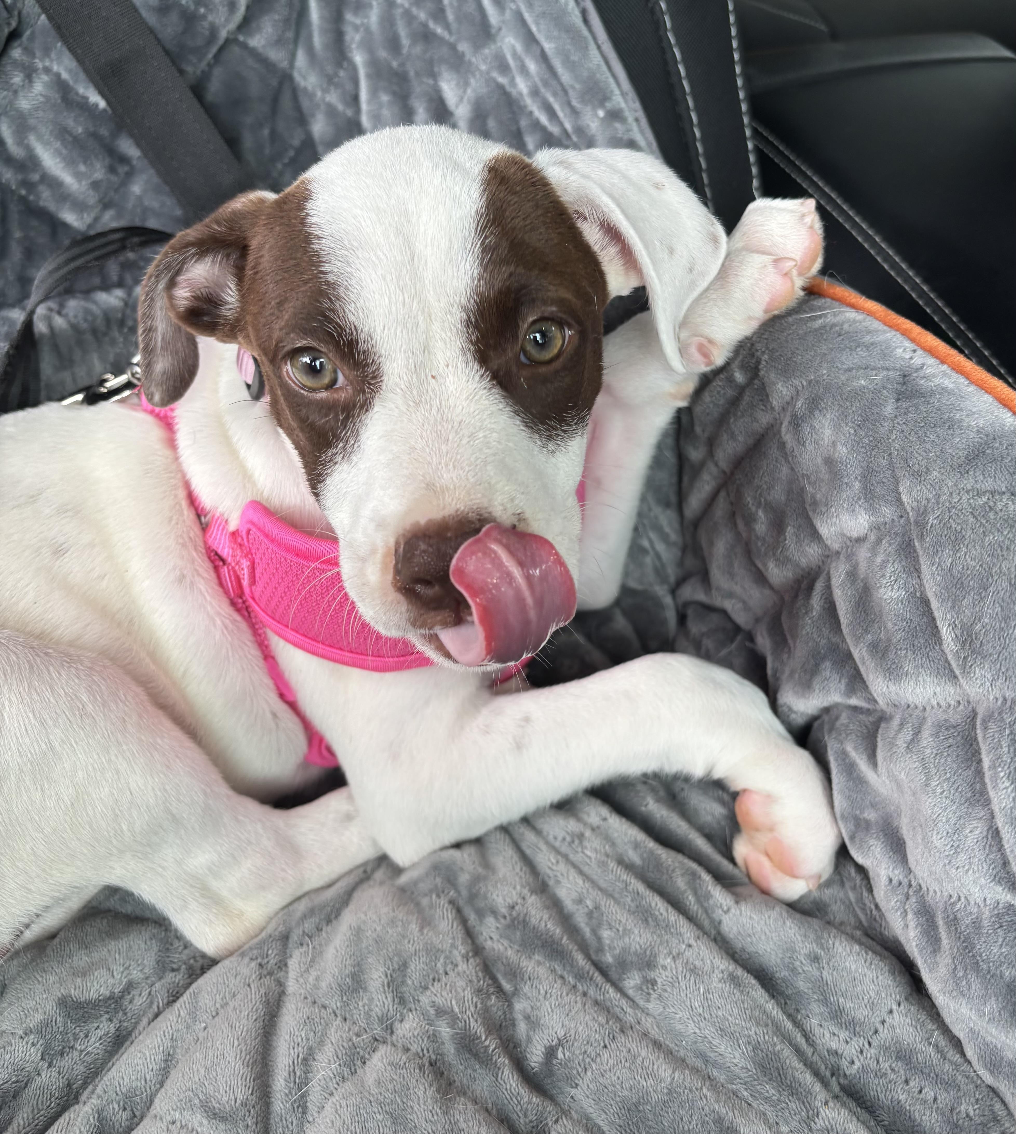 Molly Pop, ADOPTABLE, Young Female American Staffordshire Terrier.