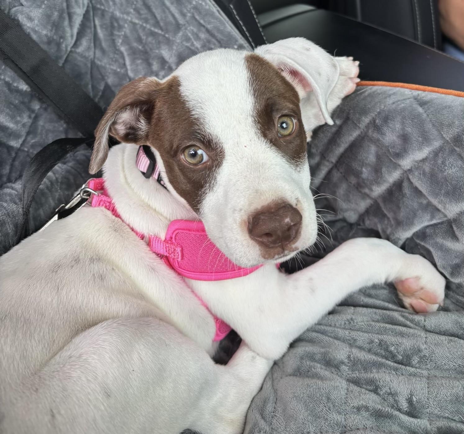Enlarge Molly Pop, a ADOPTABLE mixed breed in Cypress, TX image 2/6