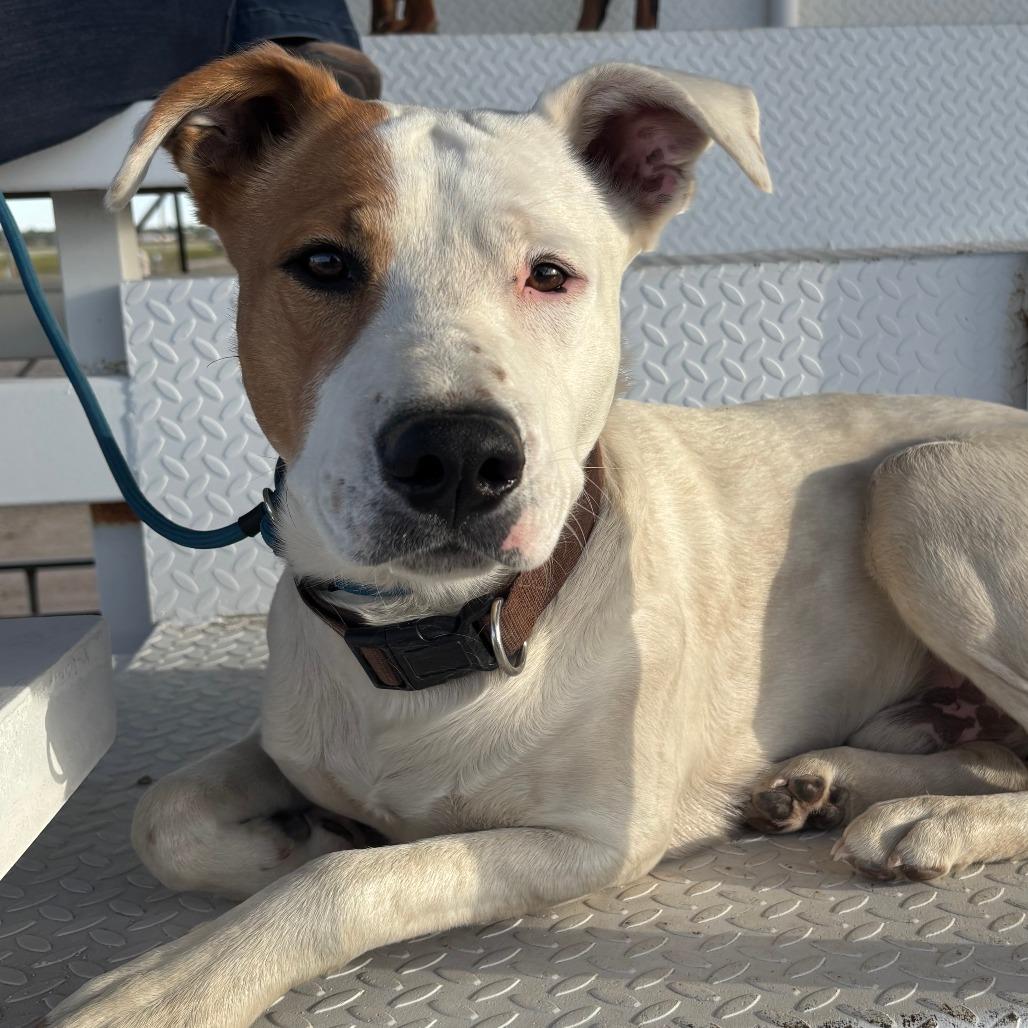 Grizzly, Adoptable, Adult Male Pit Bull Terrier & Mixed Breed.