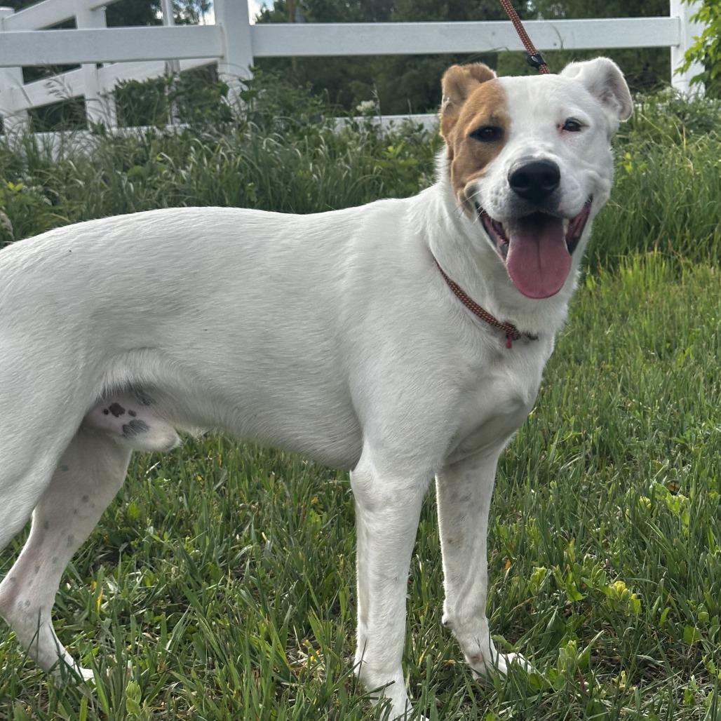 Enlarge Grizzly, a Adoptable mixed breed in Kim, CO image 2/3