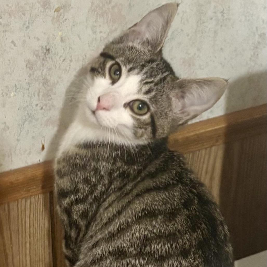 Bruce Wayne, Adoptable, Kitten Male Domestic Short Hair.