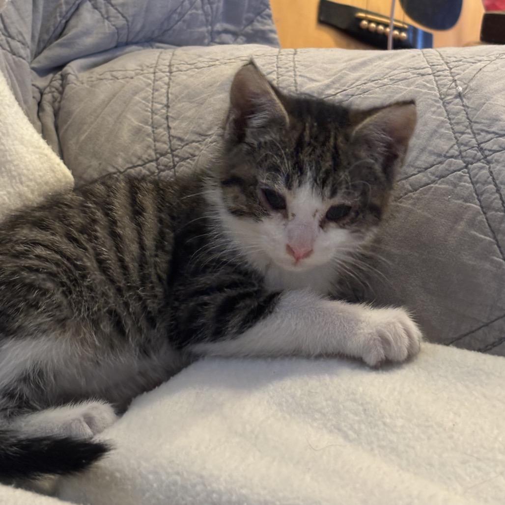 Bruce Wayne  Felv+ thumbnail 2