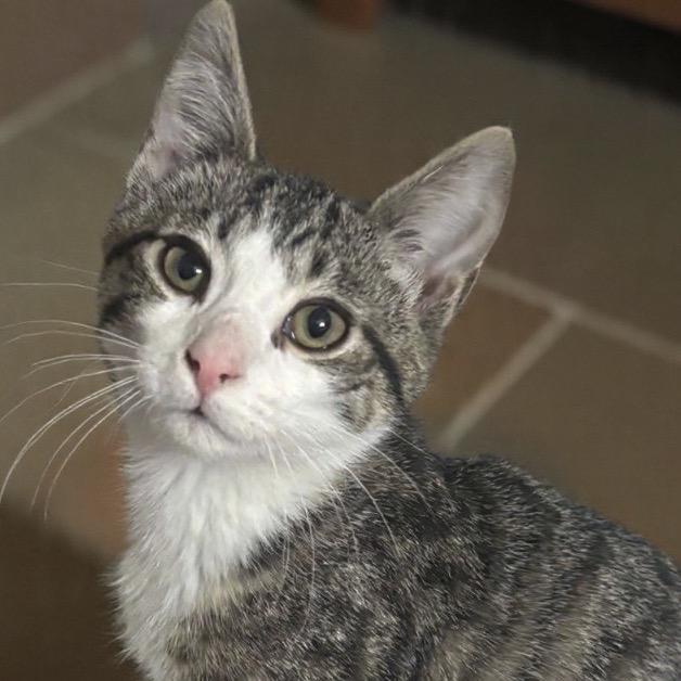 Enlarge Bruce Wayne, a Adoptable Domestic Short Hair in Granville, OH image 3/4