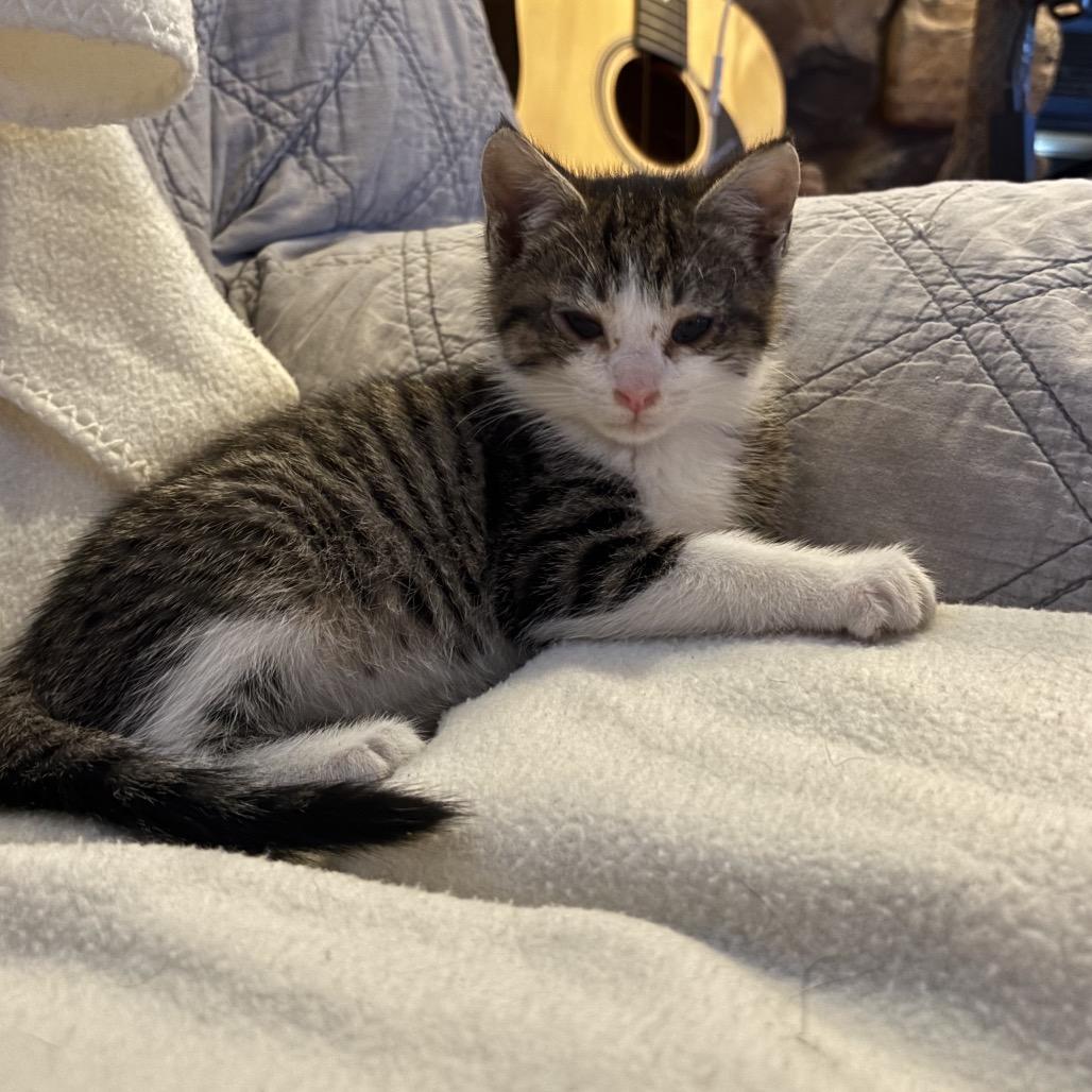 Bruce Wayne  Felv+ thumbnail 3