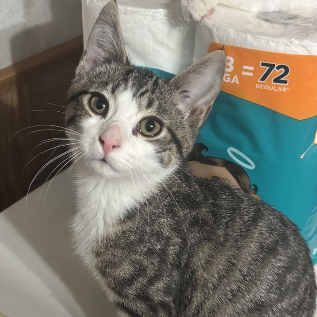 Enlarge Bruce Wayne, a Adoptable Domestic Short Hair in Granville, OH image 4/4