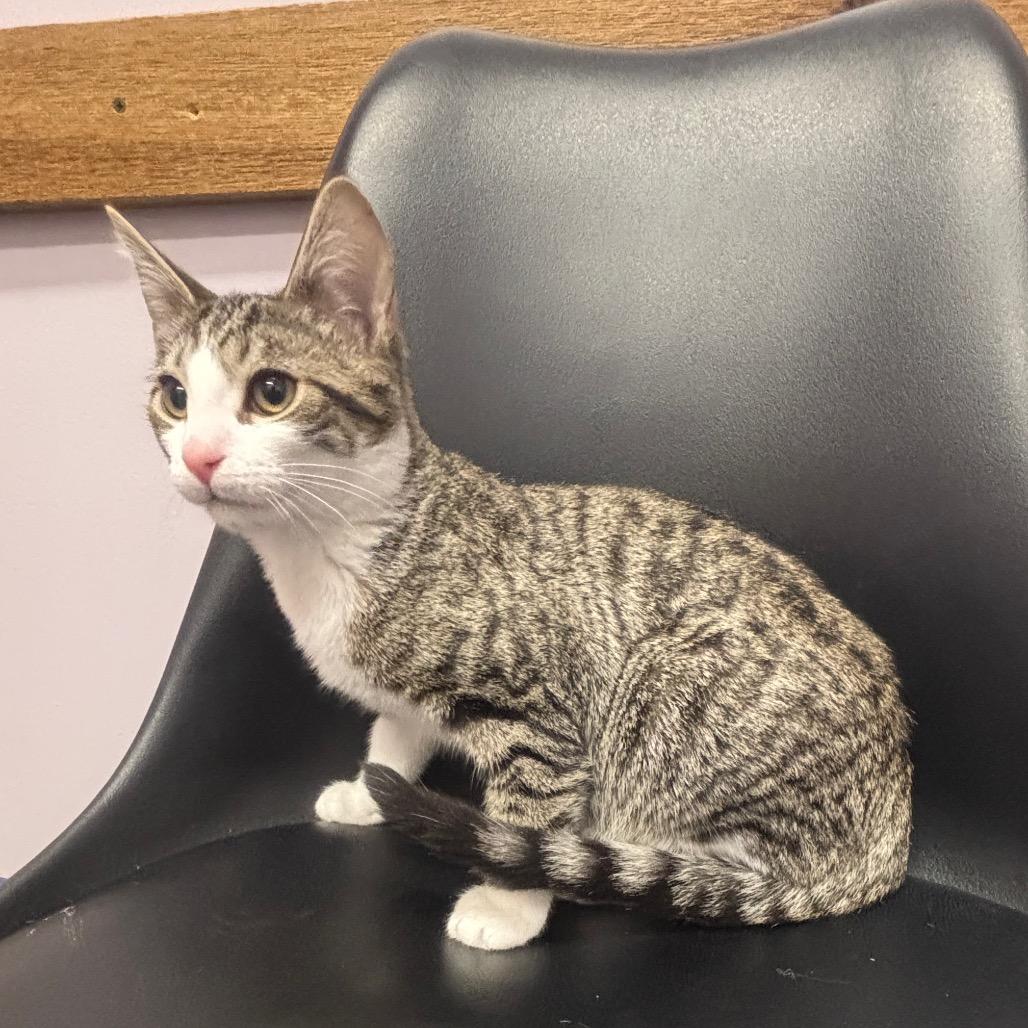 Enlarge Bruce Wayne, a Adoptable Domestic Short Hair in Granville, OH image 2/4