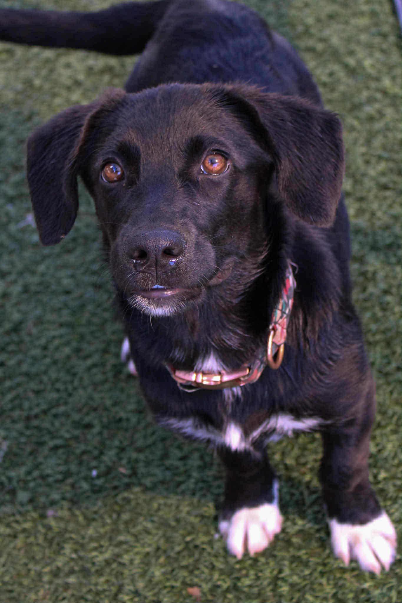 Caroline, a Adoptable mixed breed in Stormville, NY image 2/5
