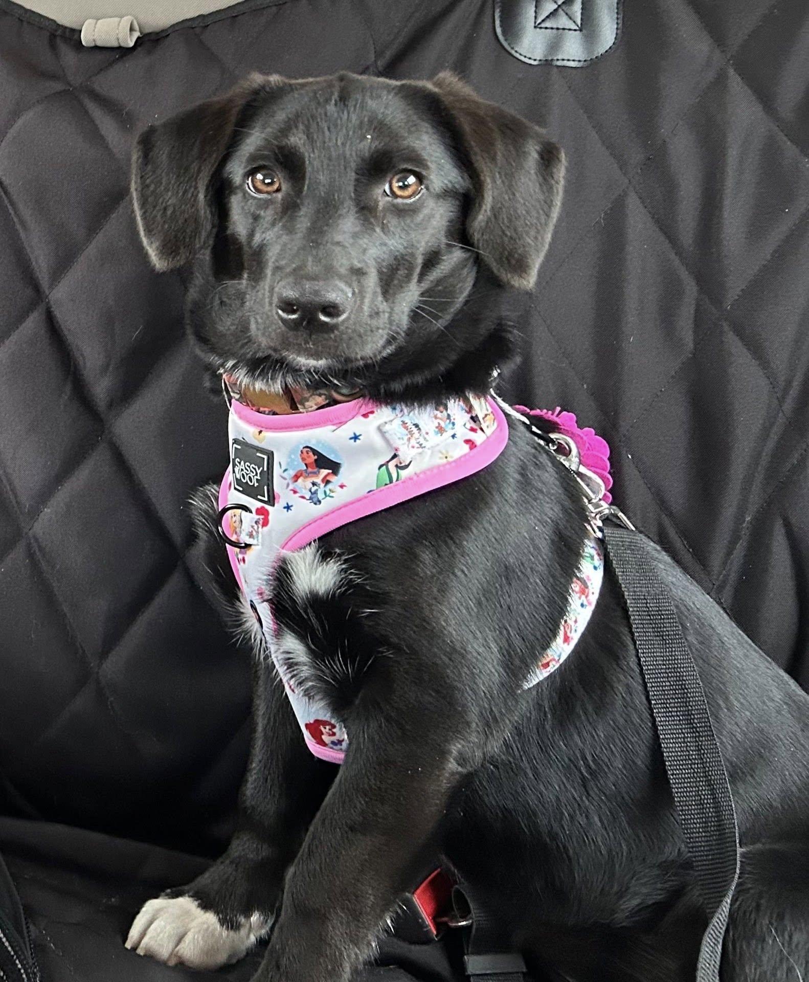 Caroline, a Adoptable mixed breed in Stormville, NY image 1/5