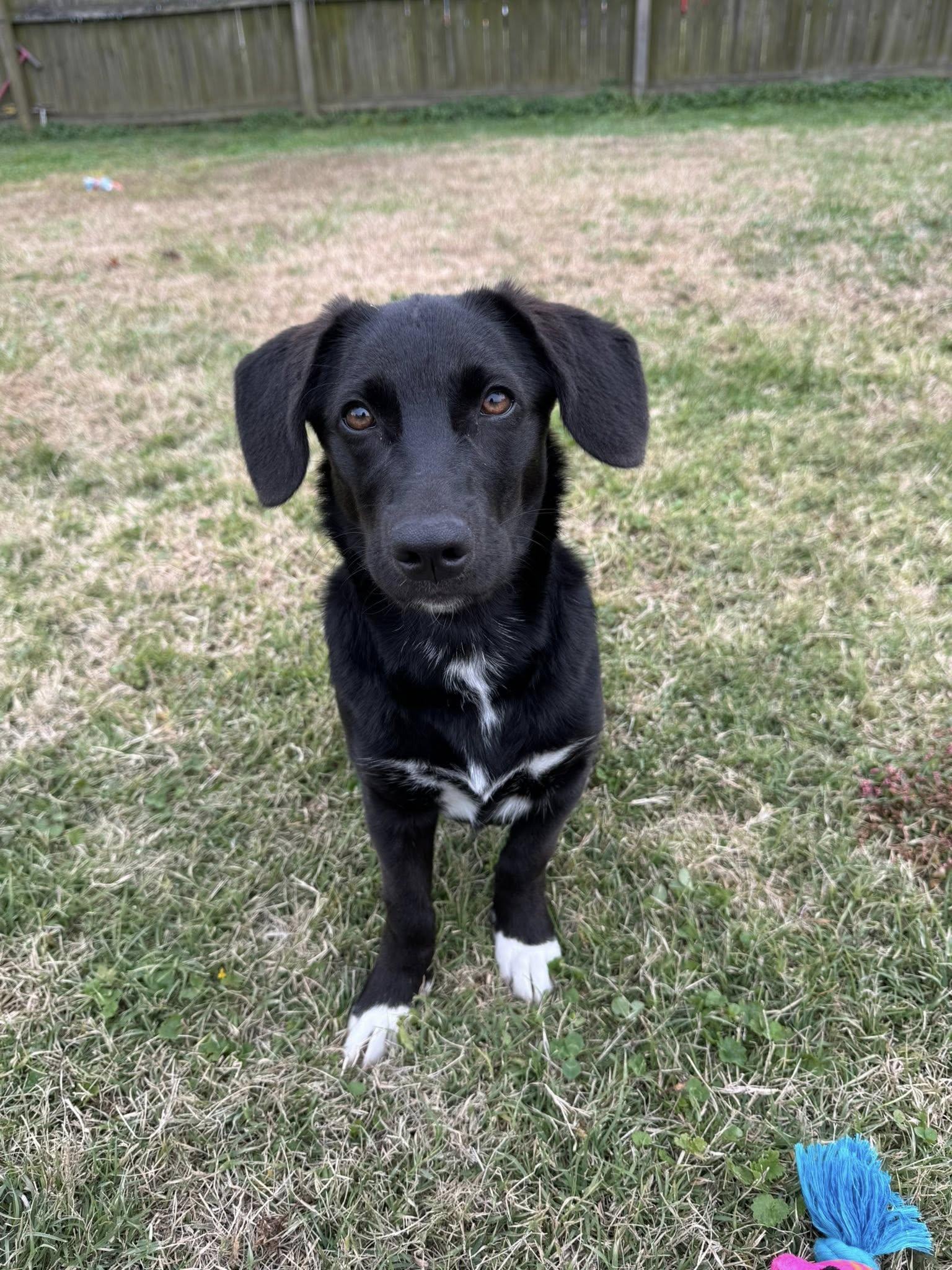 Caroline, a Adoptable mixed breed in Stormville, NY image 3/5