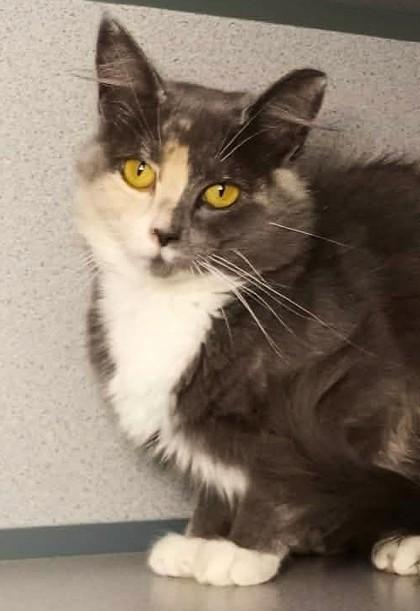 Maple, Adoptable, Adult Female Domestic Medium Hair.