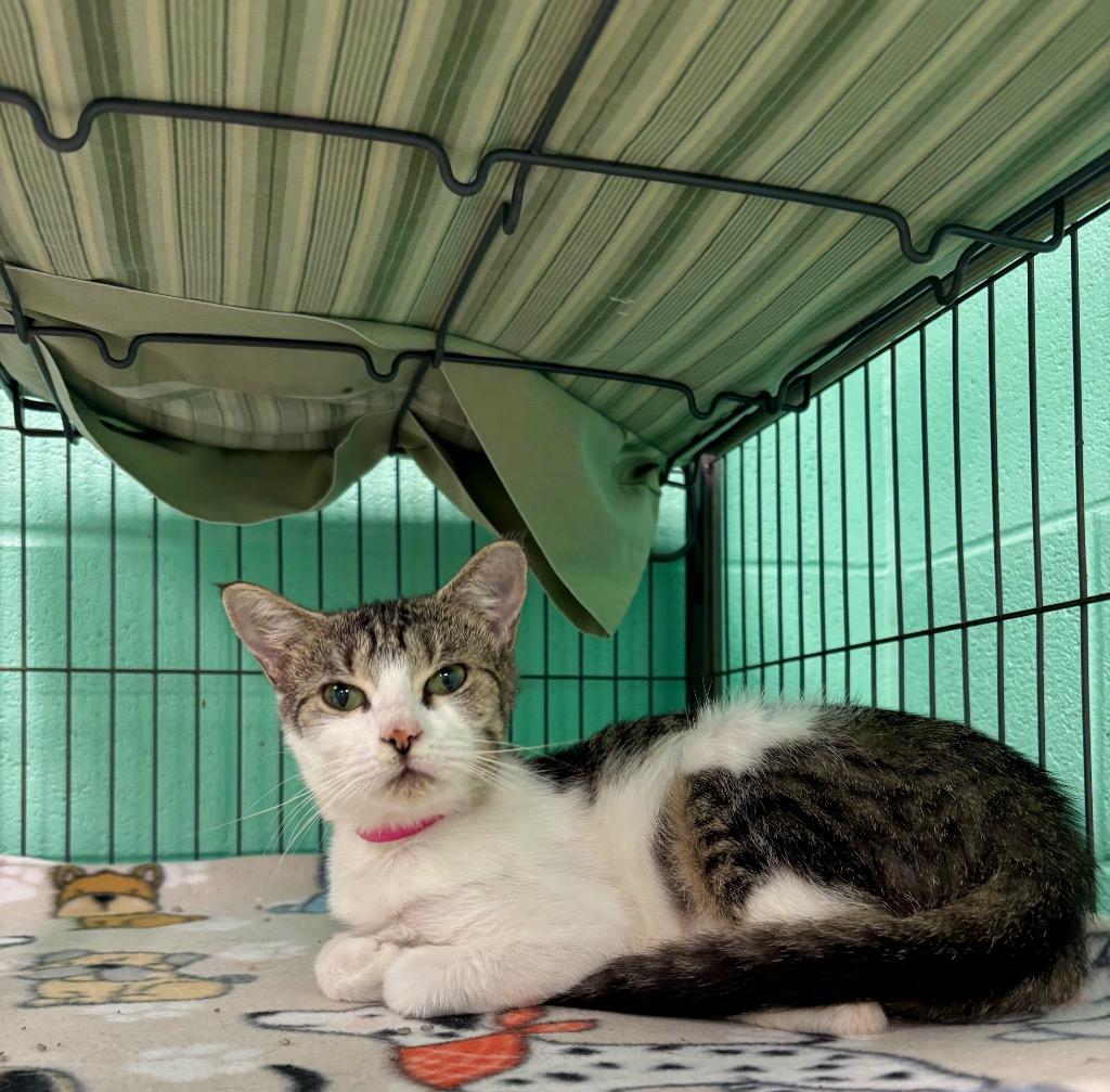 Mandy, a Adoptable Tabby in Frankfort, KY image 2/3