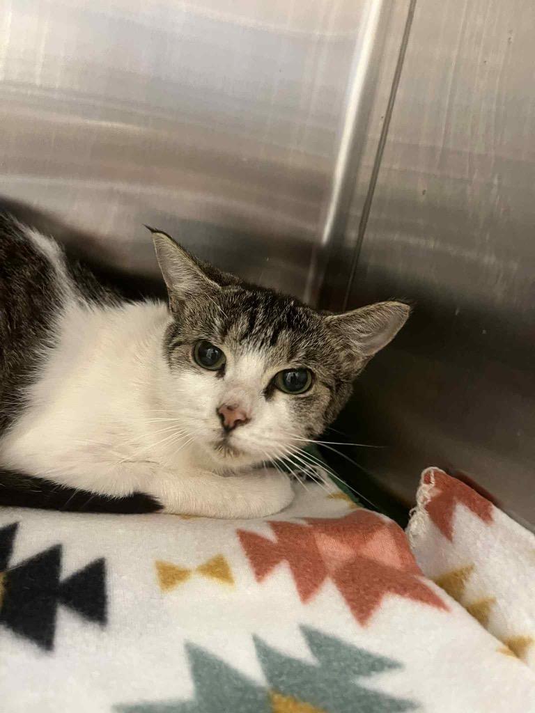 Mandy, a Adoptable Tabby in Frankfort, KY image 3/3