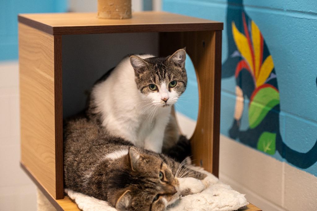 Mandy, Adoptable, Adult Female Tabby.