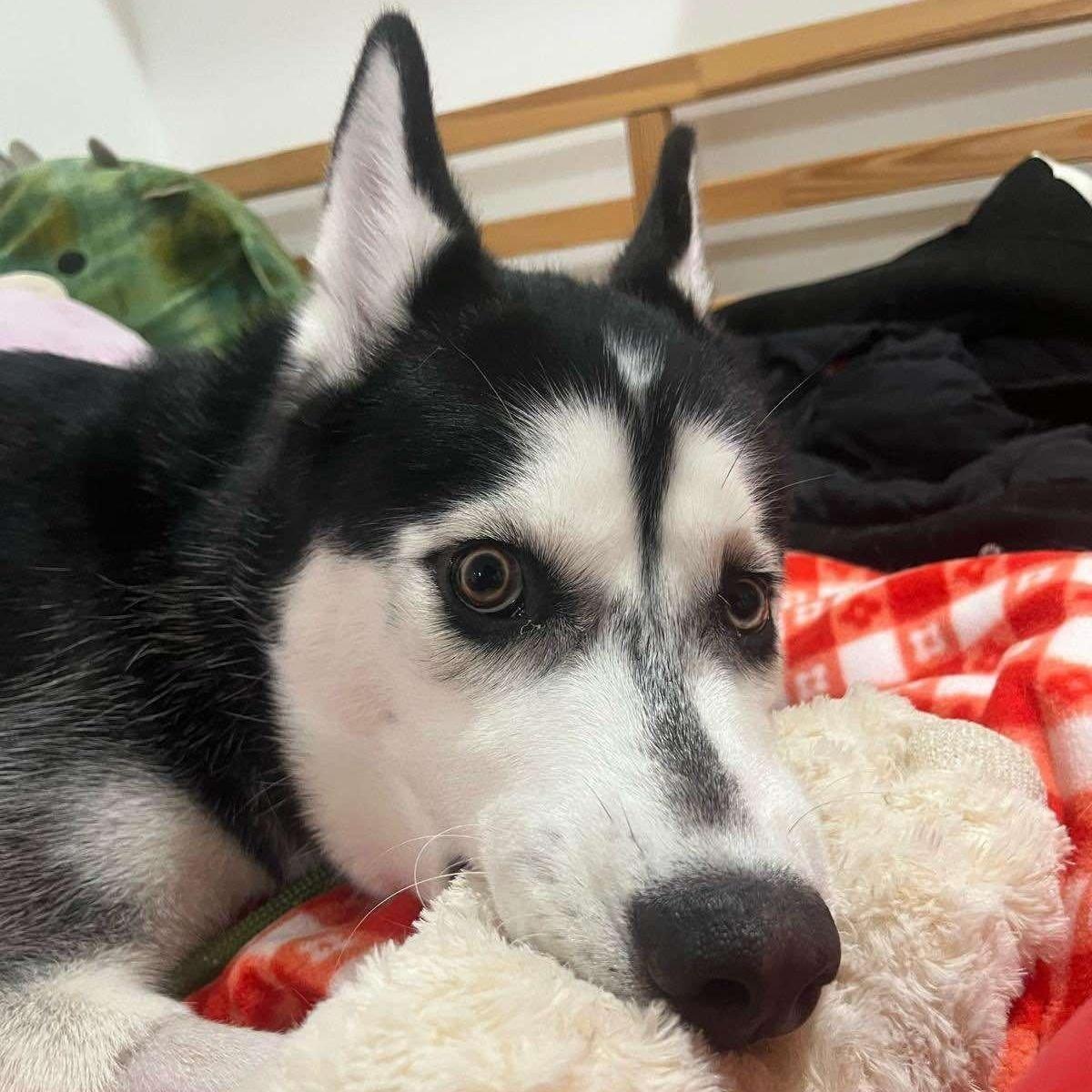 Jacob, a Adoptable Siberian Husky in Old Lyme, CT image 6/6