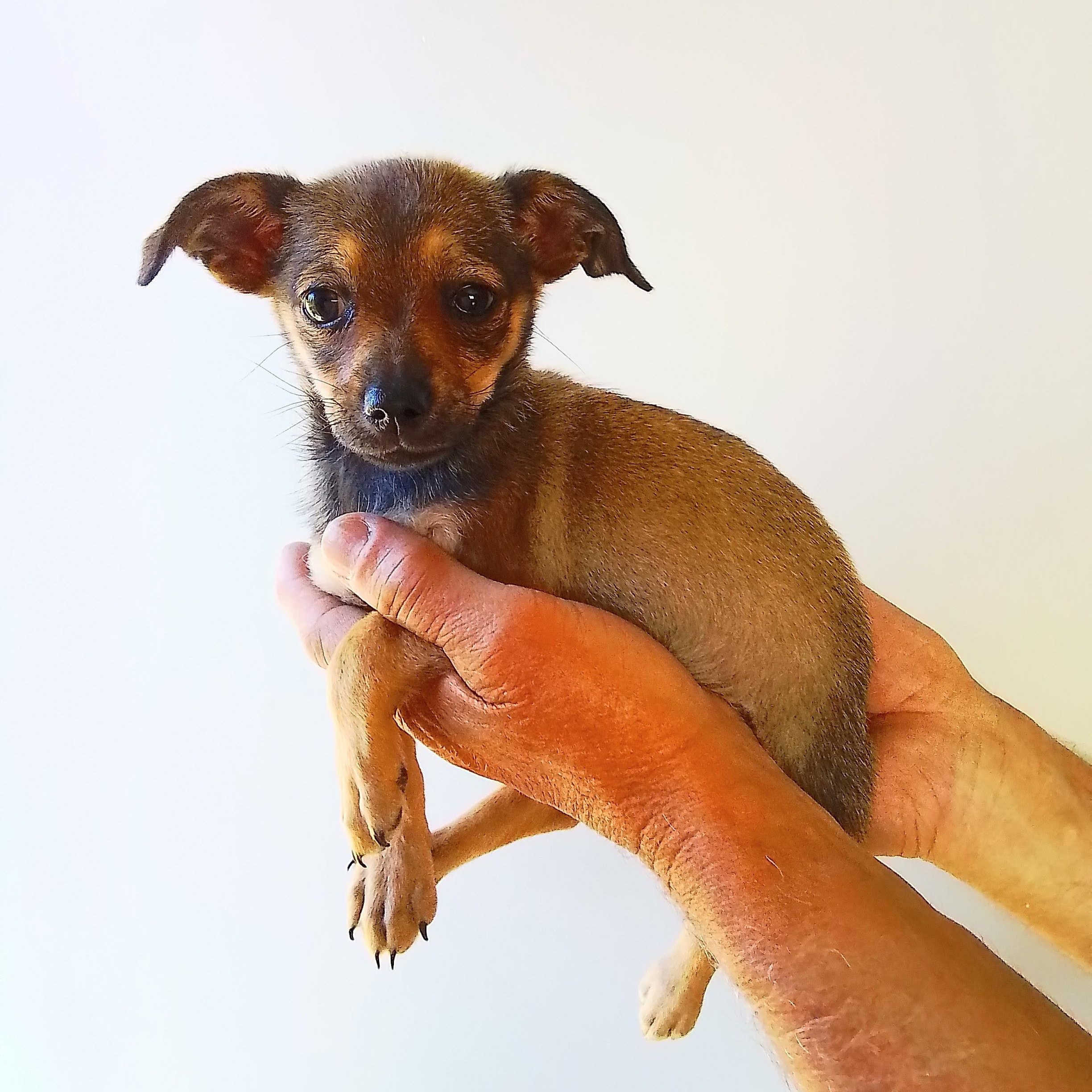 Tiny, a Adoptable mixed breed in Marysville, WA image 1/4