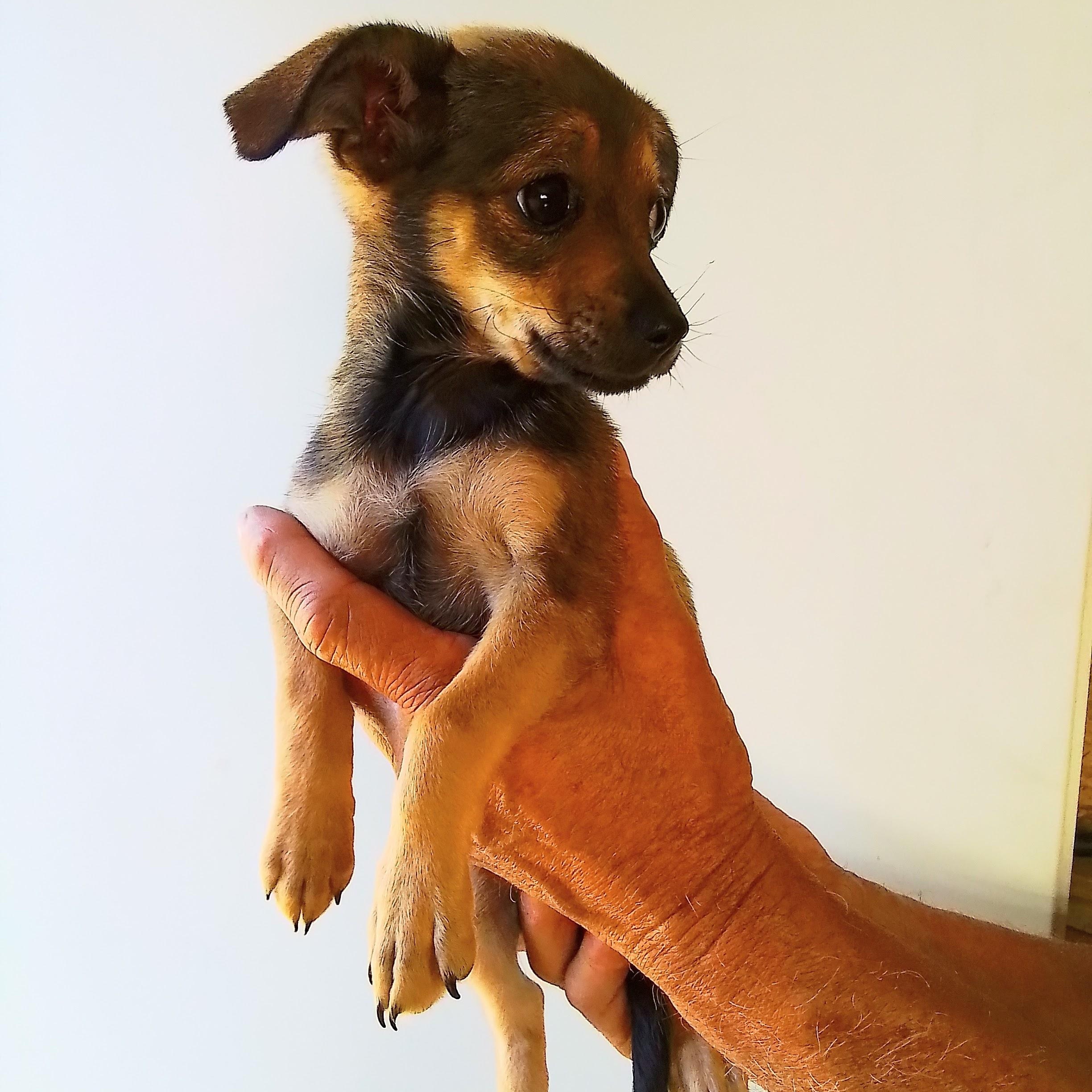 Tiny, a Adoptable mixed breed in Marysville, WA image 2/4