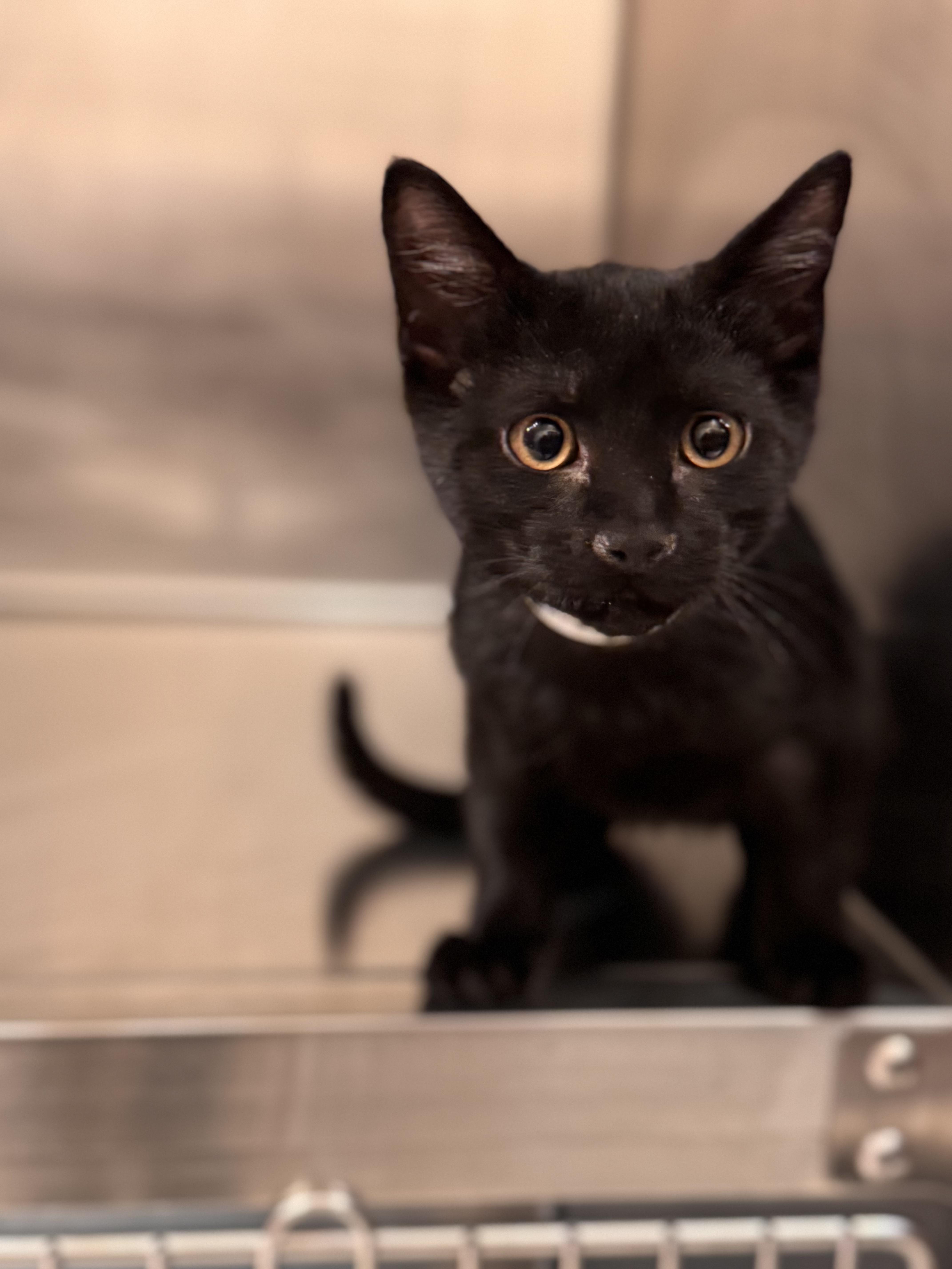 Enlarge Shitake, a ADOPTABLE American Shorthair in Pueblo, CO image 1/1