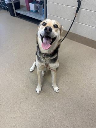 Enlarge Cassidy, a Adoptable mixed breed in Farmers Branch, TX image 1/1