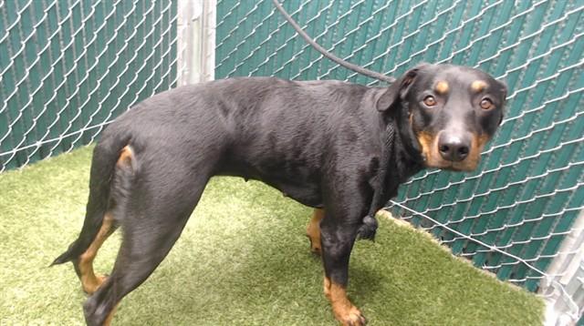 Enlarge LITTLE DEBBIE, a Adoptable Doberman Pinscher in Downey, CA image 1/1