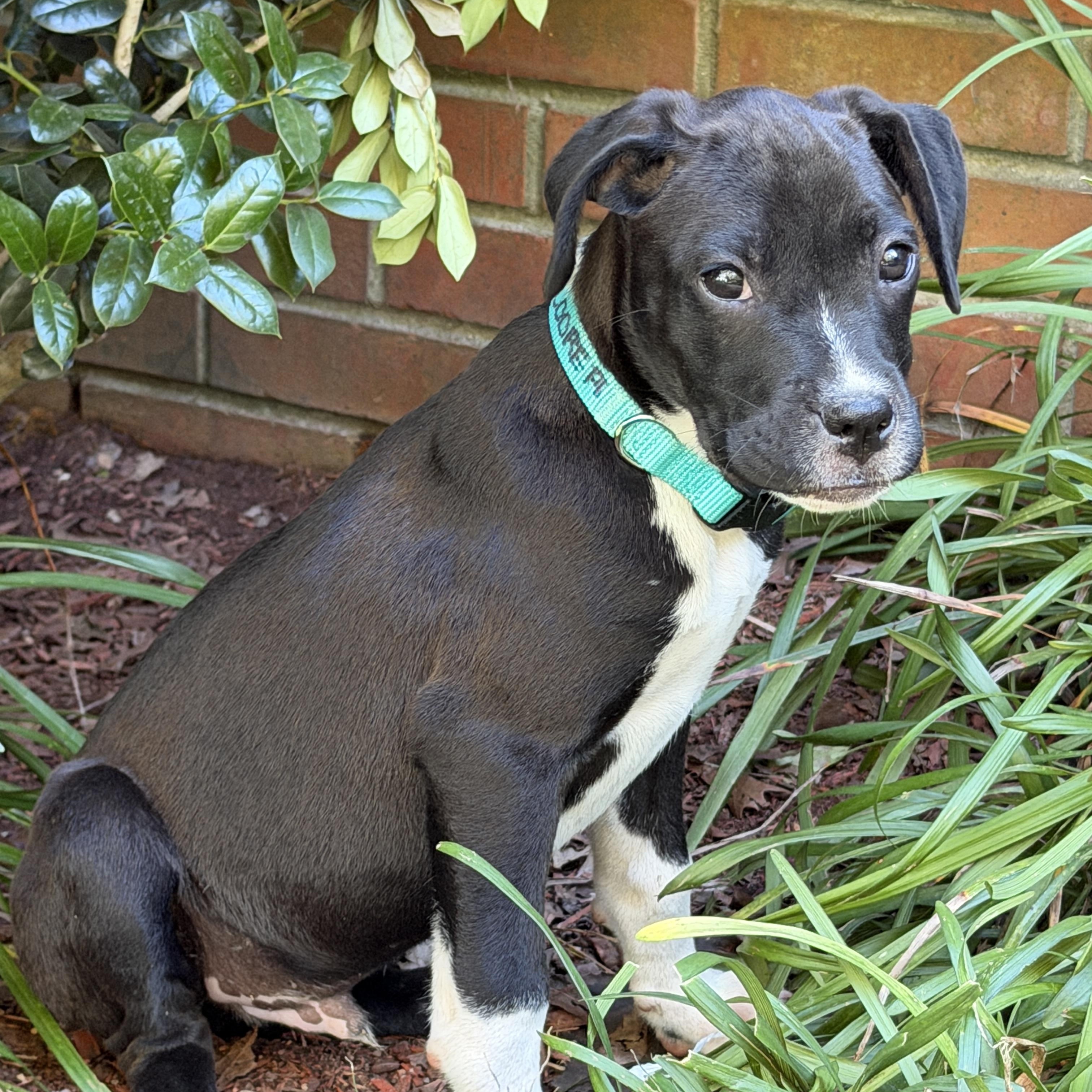 Enlarge COOPER, a Adoptable mixed breed in Sewaren, NJ image 3/4