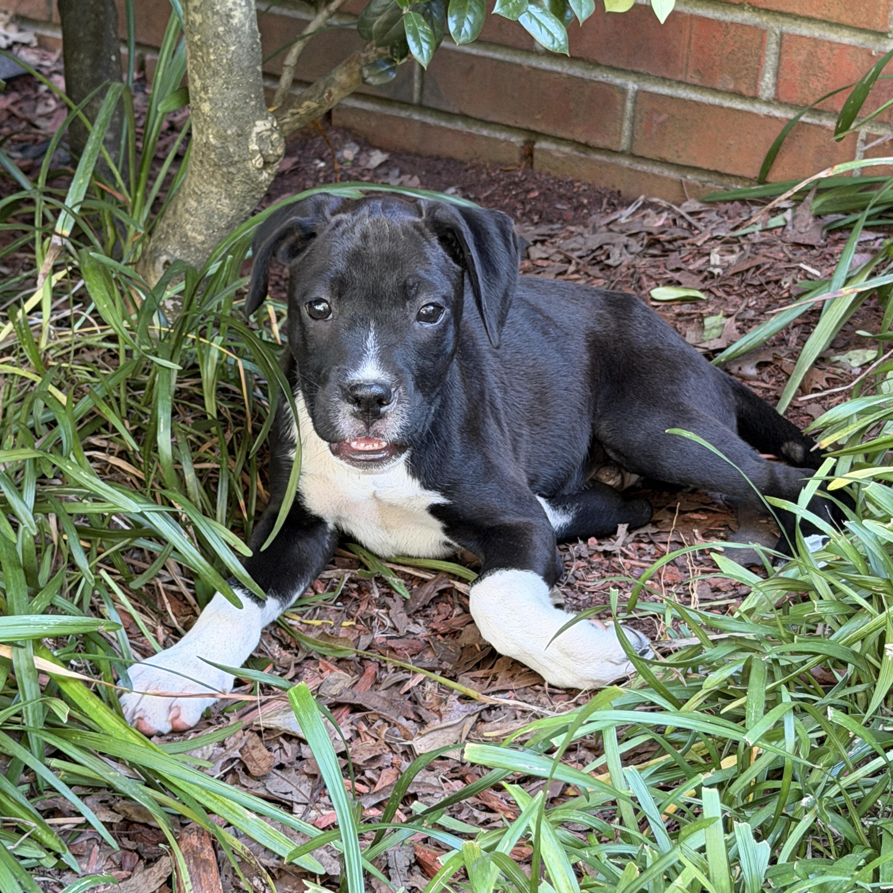 COOPER, Adoptable, Puppy Male Black Labrador Retriever & Boxer.