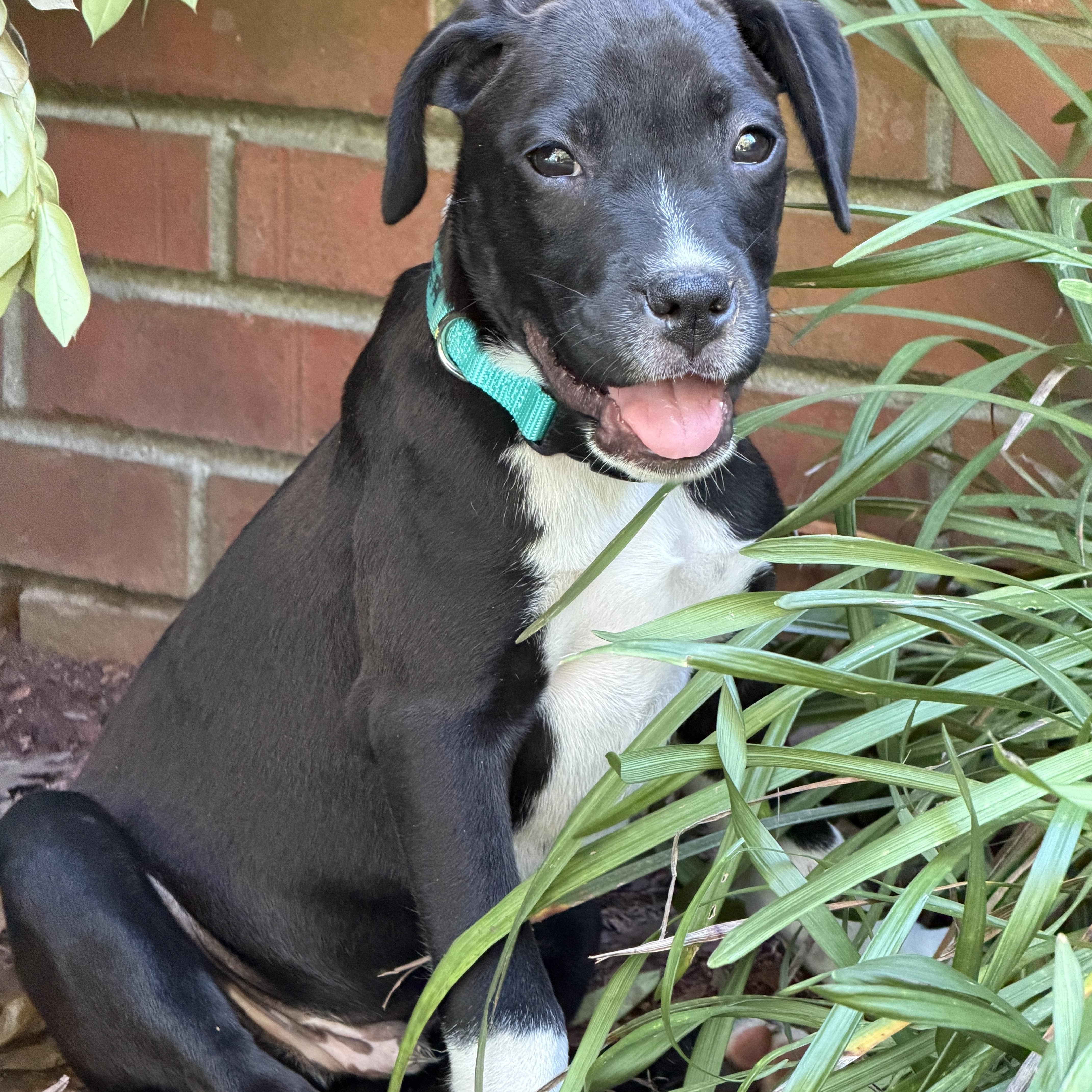 Enlarge COOPER, a Adoptable mixed breed in Sewaren, NJ image 2/4