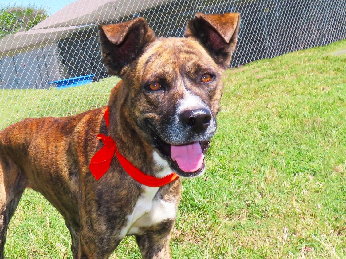 Durango 26C-239, Adoptable, Young Male Mountain Cur.