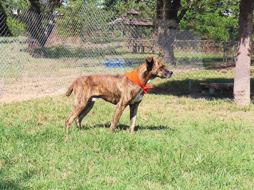Enlarge Durango 26C-239, a Adoptable Mountain Cur in Rogers, AR image 5/5