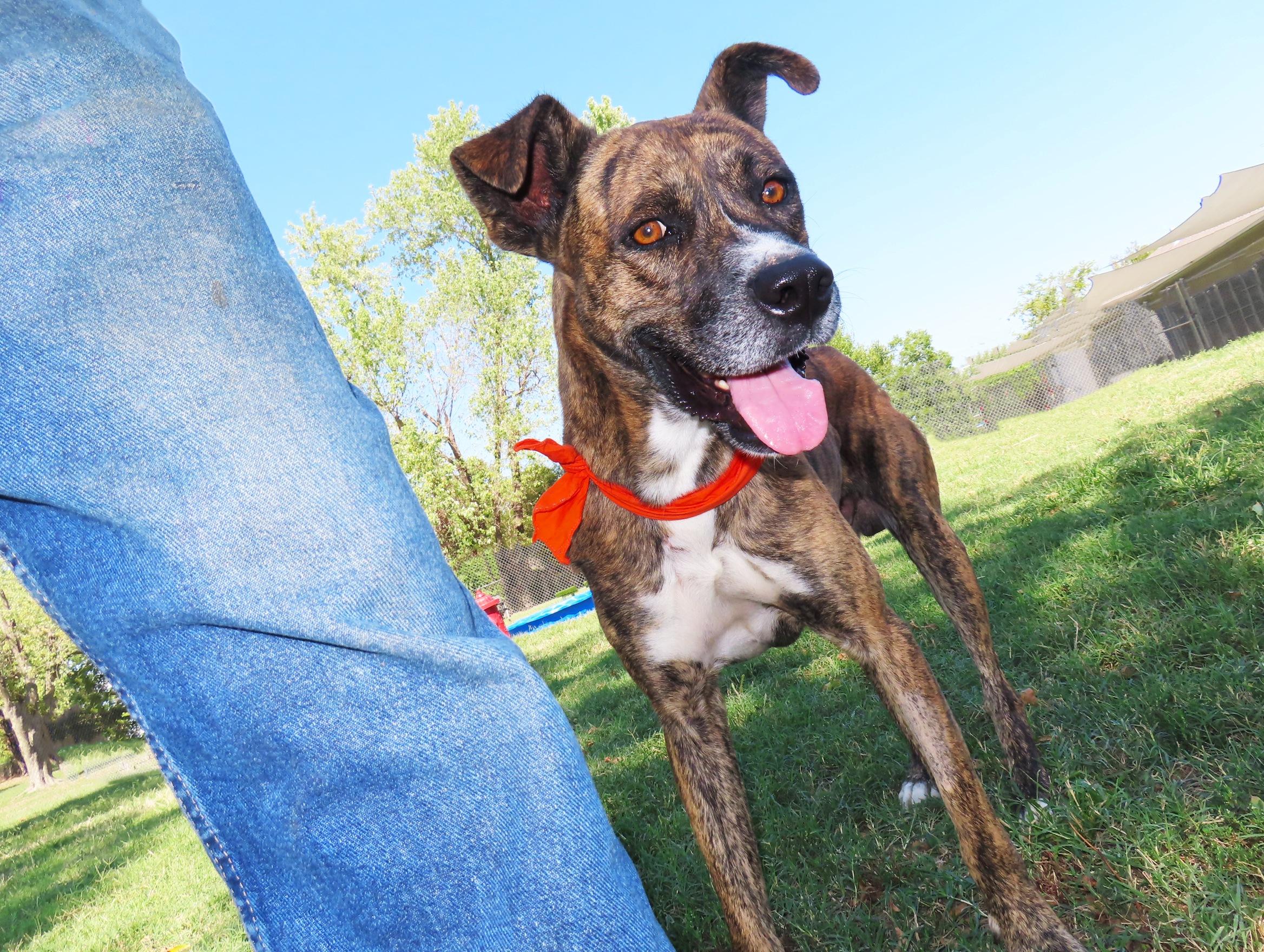 Enlarge Durango 26C-239, a Adoptable Mountain Cur in Rogers, AR image 2/5