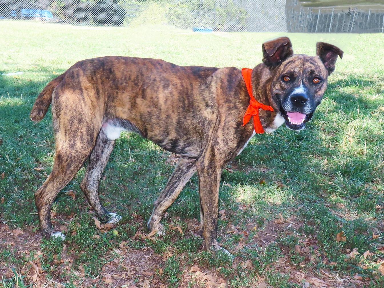 Enlarge Durango 26C-239, a Adoptable Mountain Cur in Rogers, AR image 4/5