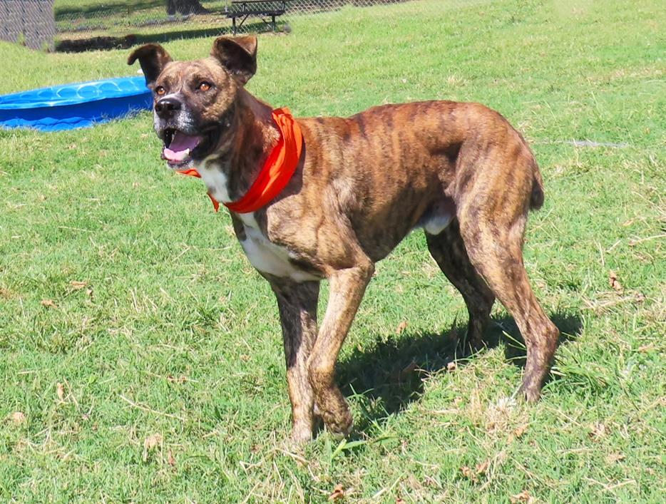Enlarge Durango 26C-239, a Adoptable Mountain Cur in Rogers, AR image 3/5