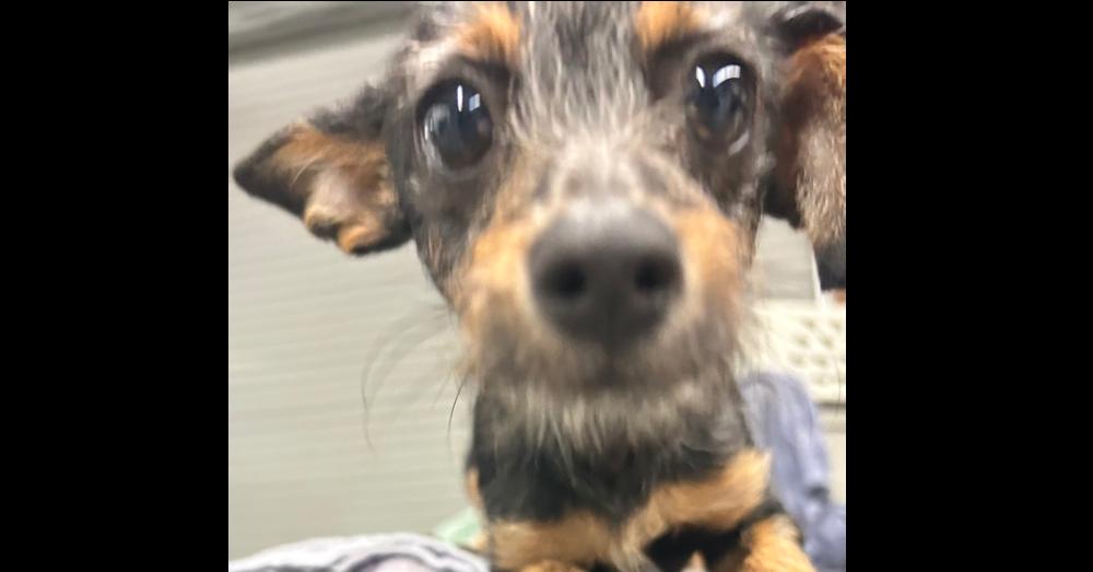 Will — thumbnail 2