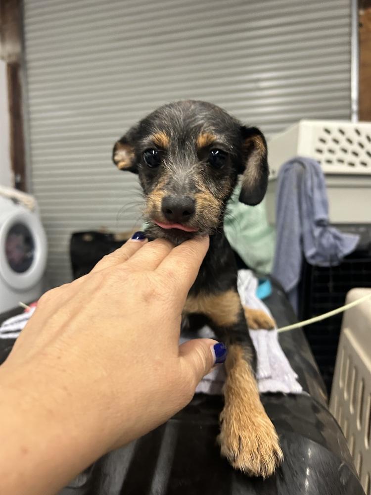 Will — thumbnail 3