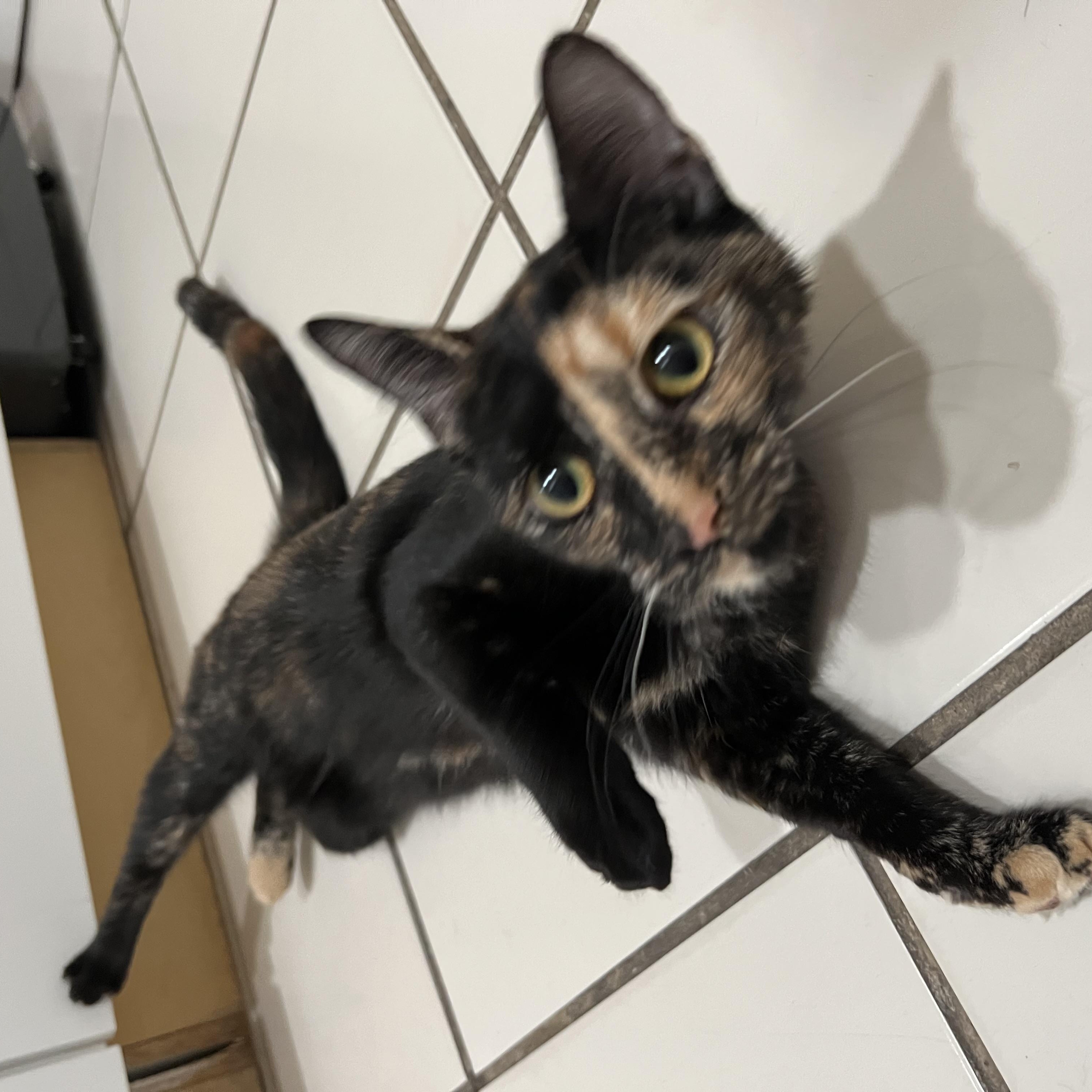 Callie, Adopted, Young Female Domestic Short Hair.