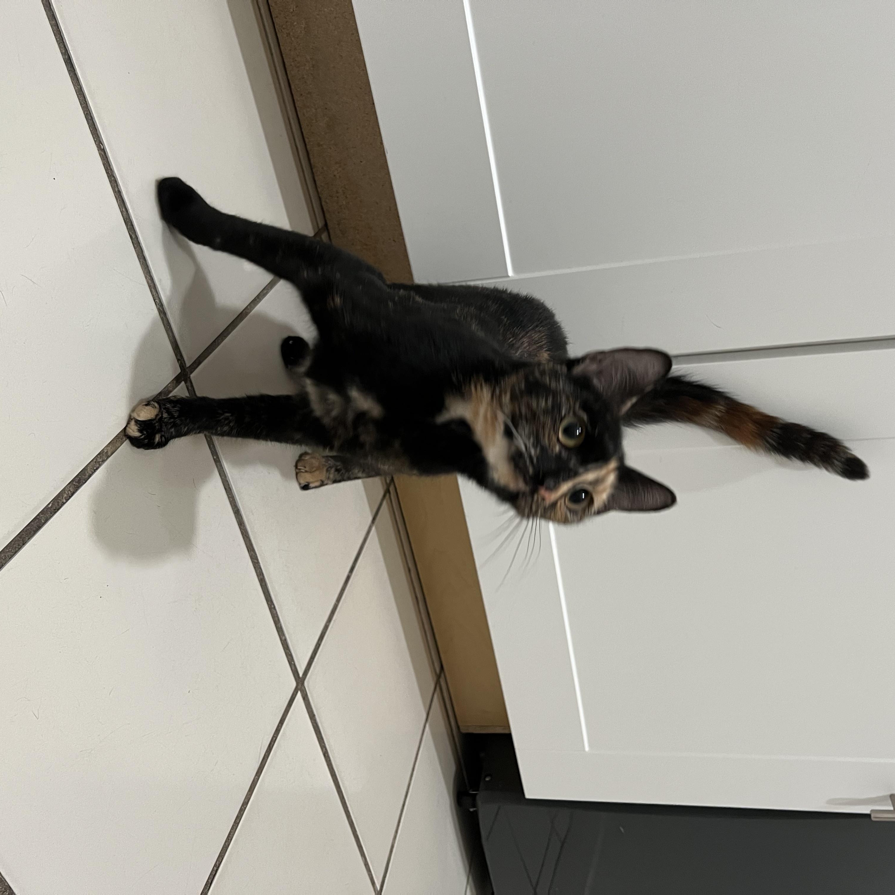 Enlarge Callie, a Adopted Domestic Short Hair in astoria, NY image 3/6