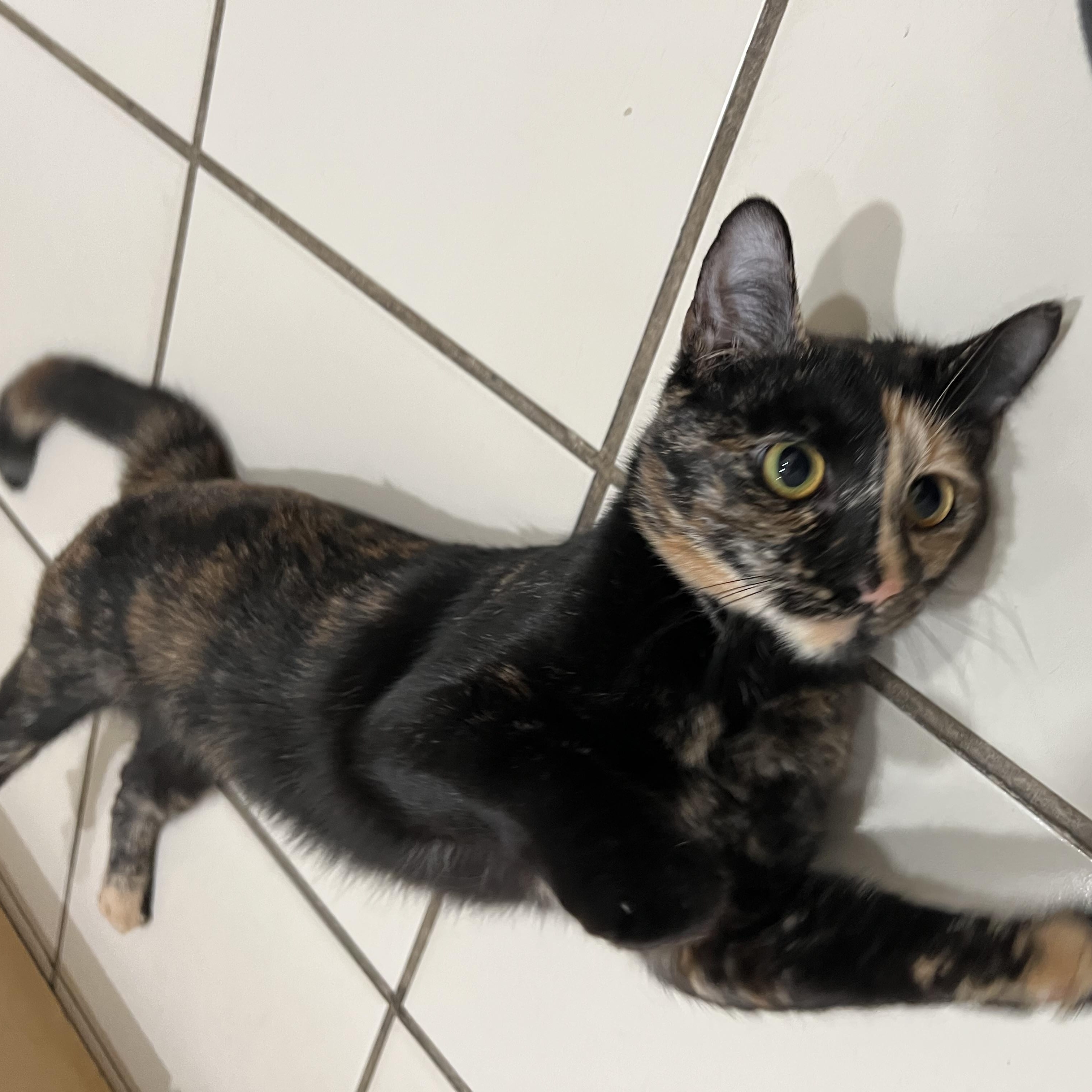 Enlarge Callie, a Adopted Domestic Short Hair in astoria, NY image 4/6